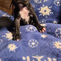 Pink - Brindle female Boxer puppy in Caspian, Michigan from Andrus Family Boxers