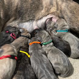 Yellow collar - Black brindle female Cane Corso puppy in Williamstown, Kentucky from Ridge Top Cane Corso
