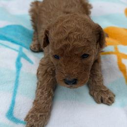 Girl 2 - Red  female Goldendoodle puppy in Haleyville, Alabama from Susan’s Prefurred Doodles