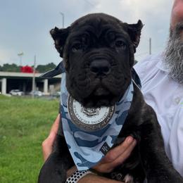 4th Pick MALE - male Cane Corso puppy in Crossville, Tennessee from CANE CORSO DI DROGHEDA LLC