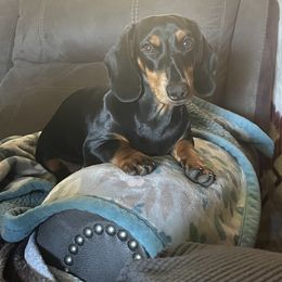 Gunther - Dachshund