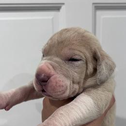 Snake - Mantle merle male Great Dane puppy in Florida from Beachside Kennels