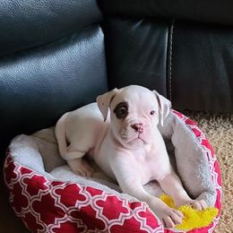 American Bulldog and French Bulldog Puppies from Jemms Kennels