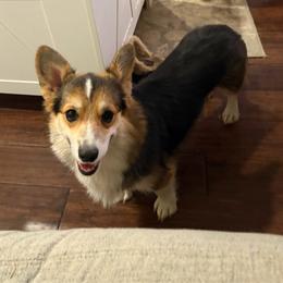 Pembroke Welsh Corgi puppies from Em-K Kennels