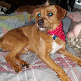 Max - Parson Russell Terrier