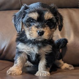 Trixie - Black and tan female Cavaton puppy in Waukesha, Wisconsin from A Little Dog'll Do Ya