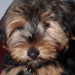 Yorkshire Terriers from PaWfectionBesties