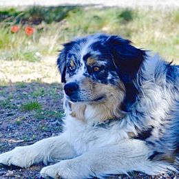 Riatta - Australian Shepherd