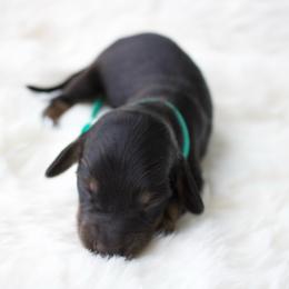 June - Black and cream female Dachshund puppy in Morrow, Ohio from Courtney’s Colorful Doxies