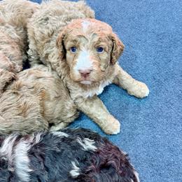Pita - Yellow and white male Bernedoodle puppy in Macon County, North Carolina from Mountain Doodles