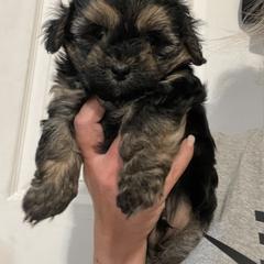 Goldendoodle and Shorkie Puppies from Doodles and More