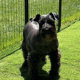 Kadee - Miniature Schnauzer
