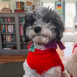 Canela - Cavapoo