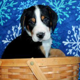 Greater Swiss Mountain Dog and Nederlandse Kooikerhondje Puppies from Ambermoon Kooikerhondje Blackamber Greater Swiss Mountain Dogs