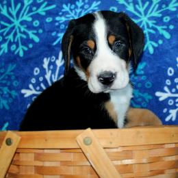 Greater Swiss Mountain Dog and Nederlandse Kooikerhondje Puppies from Ambermoon Kooikerhondje Blackamber Greater Swiss Mountain Dogs