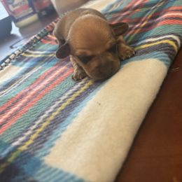 Johnny - Red male Dachshund puppy in Colonial Heights, Virginia from Mimi’s Doxies