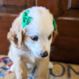 Bernedoodle Puppies from Puppies by Piper