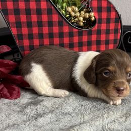 Elvira - Piebald female Dachshund puppy in Gilbertsville, Kentucky from DeLaunes Dachshunds