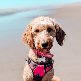 Goldendoodles from Penny B Golden doodles