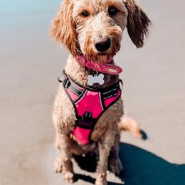Goldendoodles from Penny B Golden doodles