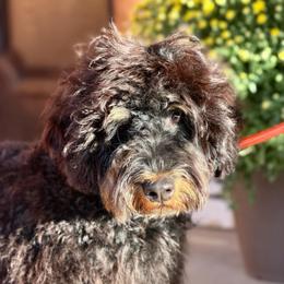 Leo - Phantom male Bernedoodle puppy in Wickenburg, Arizona from Houskerville Doodles