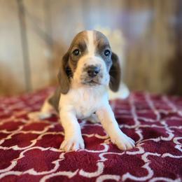 Bunny - Blue tan and white female Basset Hound puppy in Valley, Washington from Enchanted Valley Paws