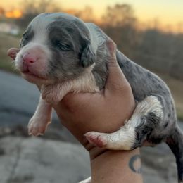 Vixen - Blue merle and white female Sheepadoodle puppy in Greeneville, Tennessee from Smokey Mountain Sheepadoodles