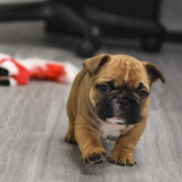 French Bulldog Puppies from Bullish Pride