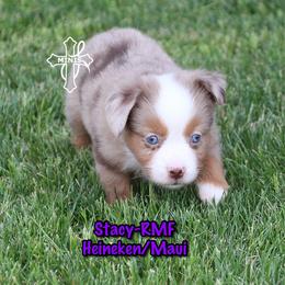 Stacy - Red merle female Miniature American Shepherd puppy in Elgin, Oregon from Cross L Miniature American Shepherds