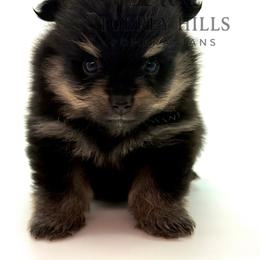 Titus - Black and tan male Pomeranian puppy in Redlands, California from Torrey Hills Poms