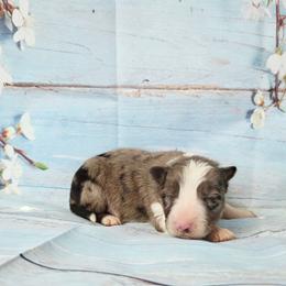 Ross - Blue merle male Border Collie puppy in Avilla, Indiana from Borderline Kennels