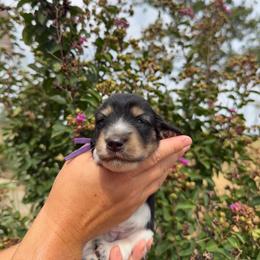 Tiger Lilly - Piebald female Dachshund puppy in Ramona, Oklahoma from Schmitt Dachshunds