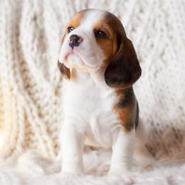 Lark - Black tan and white female Beagle puppy in Caldwell, Ohio from Folklore Kennel