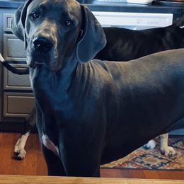 Duke  - Great Dane