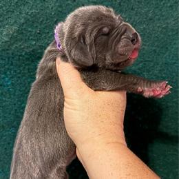 Indigo - Blue female Great Dane puppy in Tyler, Texas from Blessed By Danes