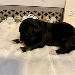 Wreath Cookie - Phantom male Bernedoodle puppy in Hegins, Pennsylvania from Bubbling Springs Doodles, LLC