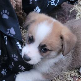Black Paw Bandana Boy - Black and tan male Pembroke Welsh Corgi puppy in Cherokee, Oklahoma from MCS Farms-OK