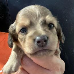 Benjamin-Boy 2 - Cream male Dachshund puppy in Bigfork, Minnesota from Dachshunds Up North