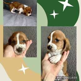 Boy 1 - Basset Hound puppy in Jacksonville, Florida from Craven Bassets