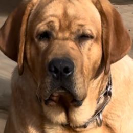 Labrador Retriever Puppies from Susan Burkey