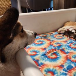 Pembroke Welsh Corgi Puppies from Corgis of Avalon