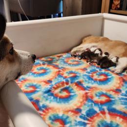 Pembroke Welsh Corgi Puppies from Corgis of Avalon