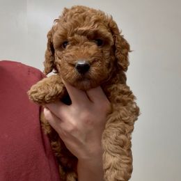 Penny's pink girl - Red  female Goldendoodle puppy in Phelan, California from High Desert Doodles - the original