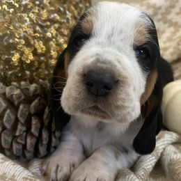 Lady- Female - Basset Hound puppy from Savage Sisters Basset Hounds