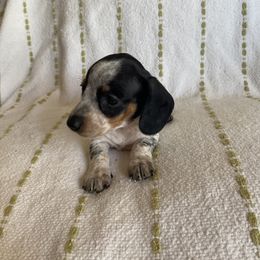 Dachshund Puppies from Destiny's Dachshunds