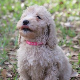 Lady - Apricot female Goldendoodle puppy in Macclenny, Florida from Baker County Goldendoodles