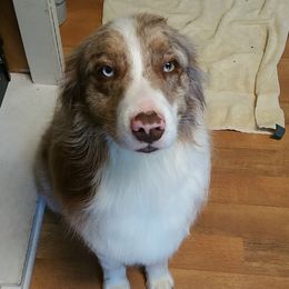 Australian Shepherd Puppies from Johnson Aussies