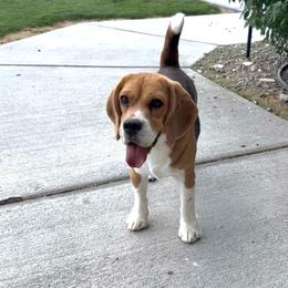 Cruze - Beagle