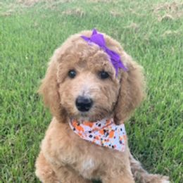Goldendoodle and Labradoodle Puppies from Blessing Labradoodles, Goldendoodles, standard and mini’s