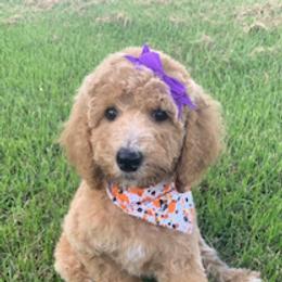 Goldendoodle and Labradoodle Puppies from Blessing Labradoodles, Goldendoodles, standard and mini’s